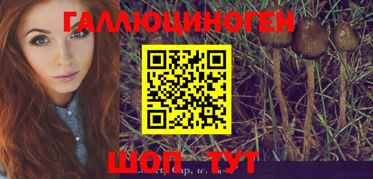Звенигород  Псилоцибиновые грибы Psilocybe  Вход с VPN 